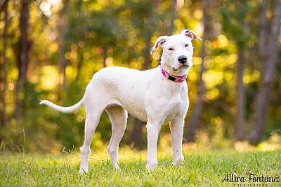 Bull arab cross store wolfhound