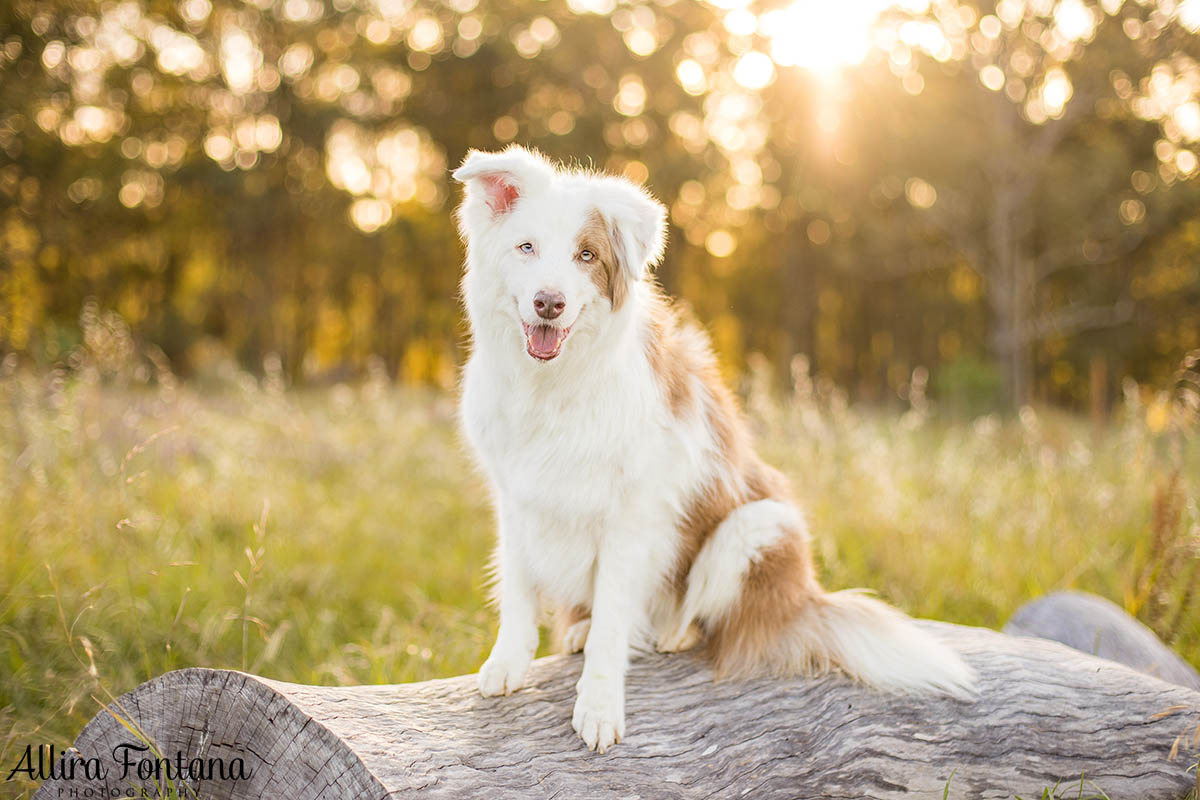 Maggie and Chase's photo session at Rouse Hill Regional Park 