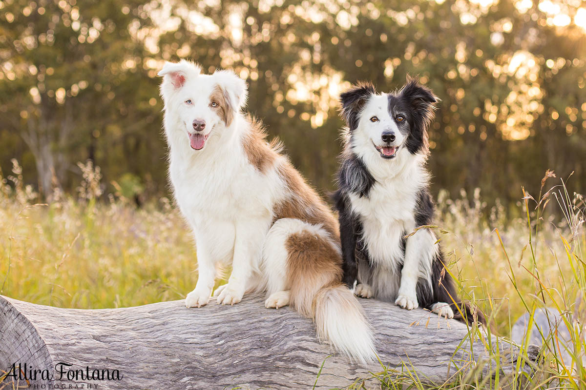 Maggie and Chase's photo session at Rouse Hill Regional Park 