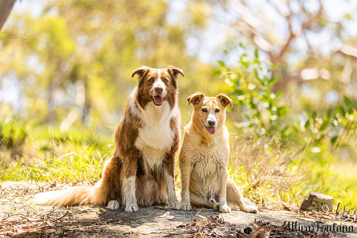 HipCamp with my dogs was a huge hit! 