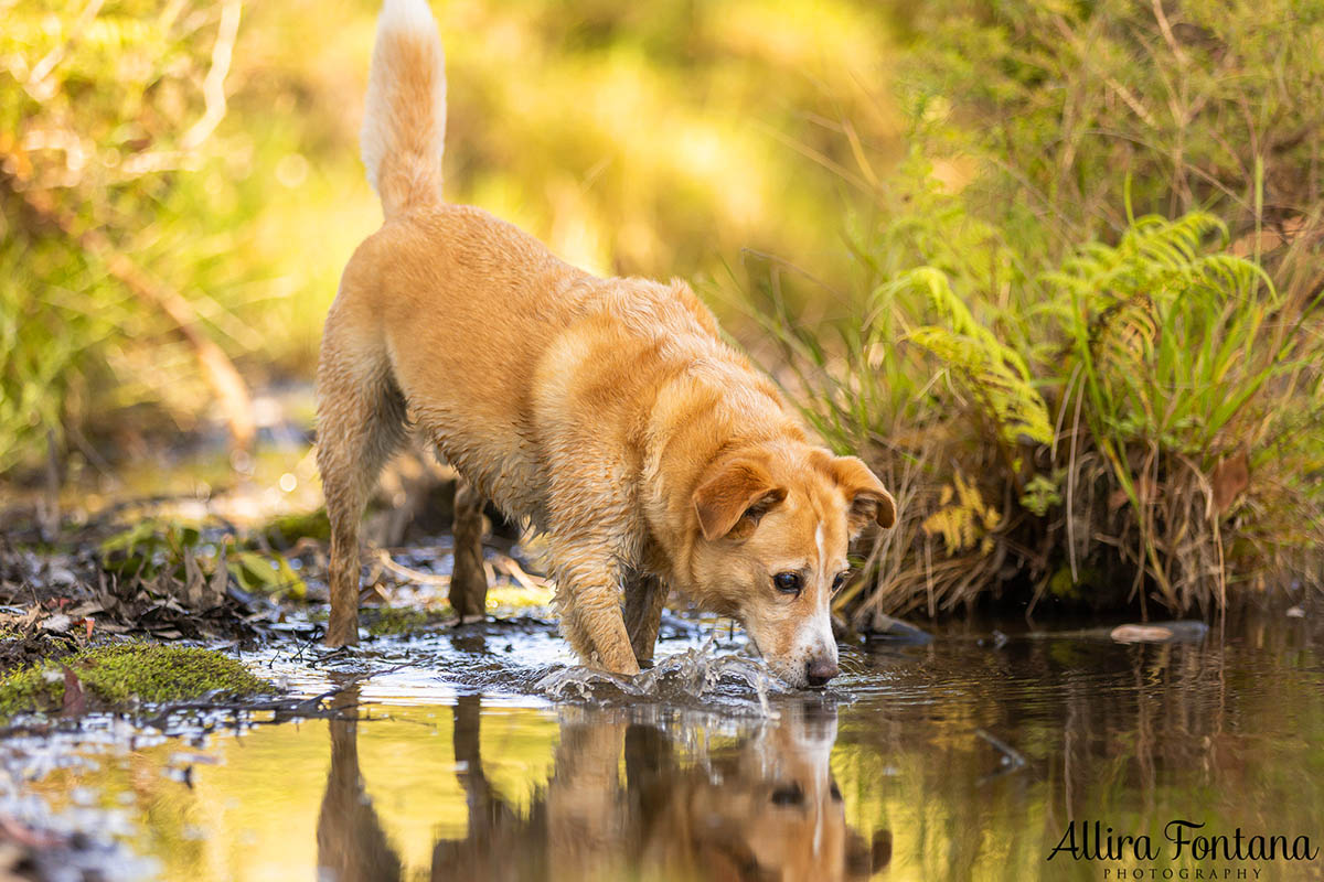 HipCamp with my dogs was a huge hit! 