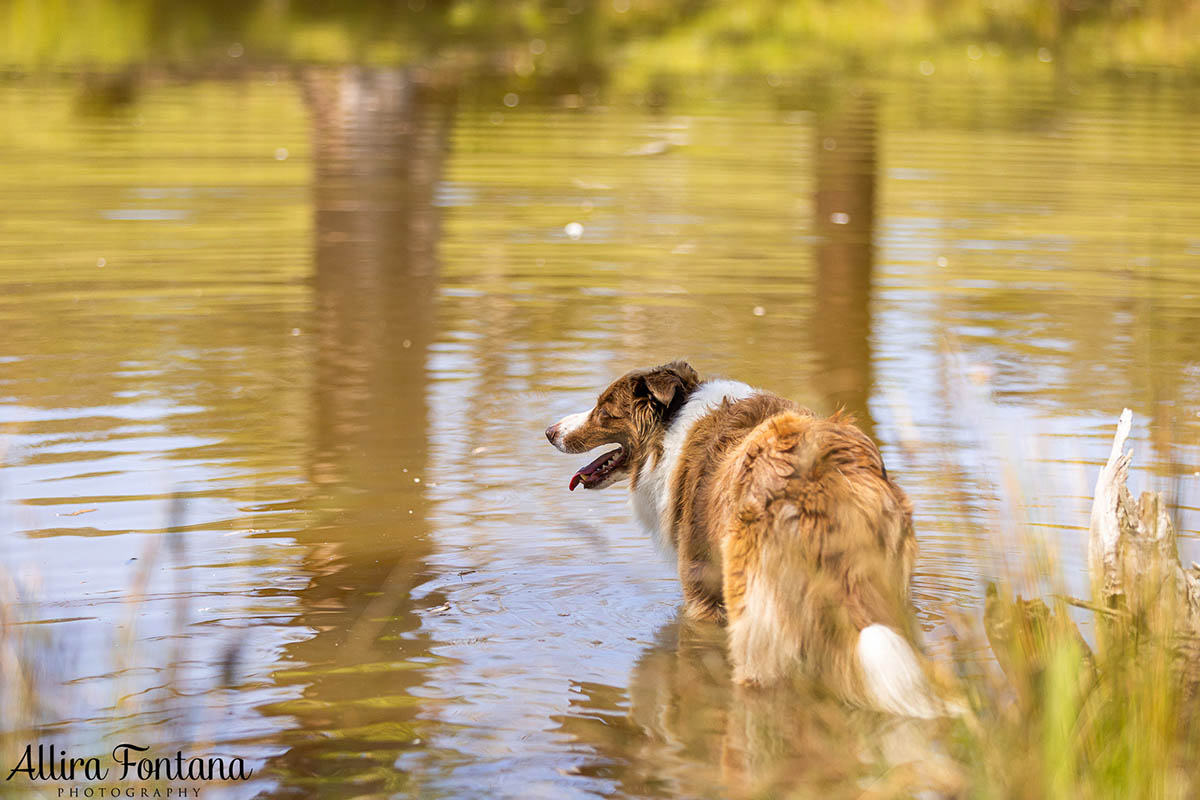 HipCamp with my dogs was a huge hit! 