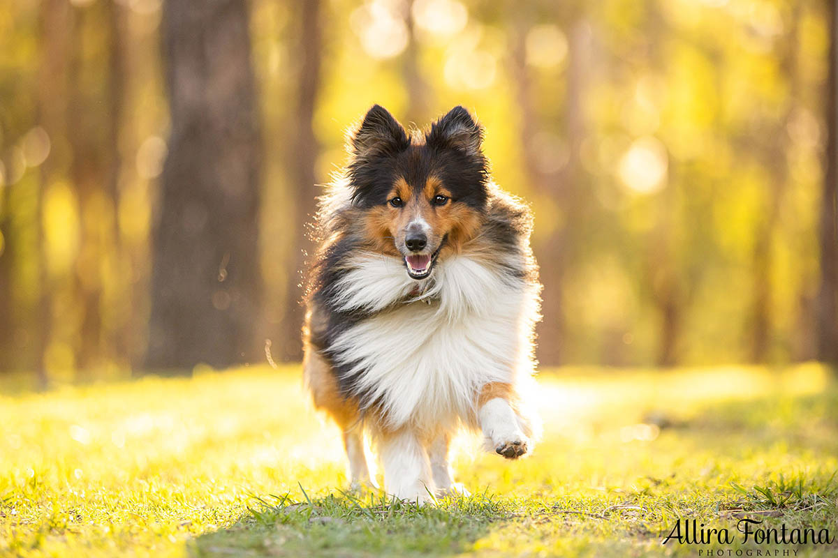 Atlas and Sparky's photo session at Rouse Hill Regional Park 