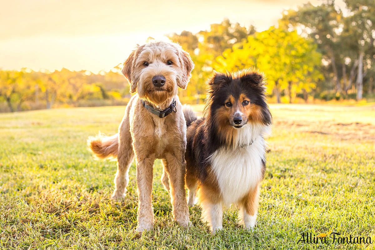 Atlas and Sparky's photo session at Rouse Hill Regional Park 