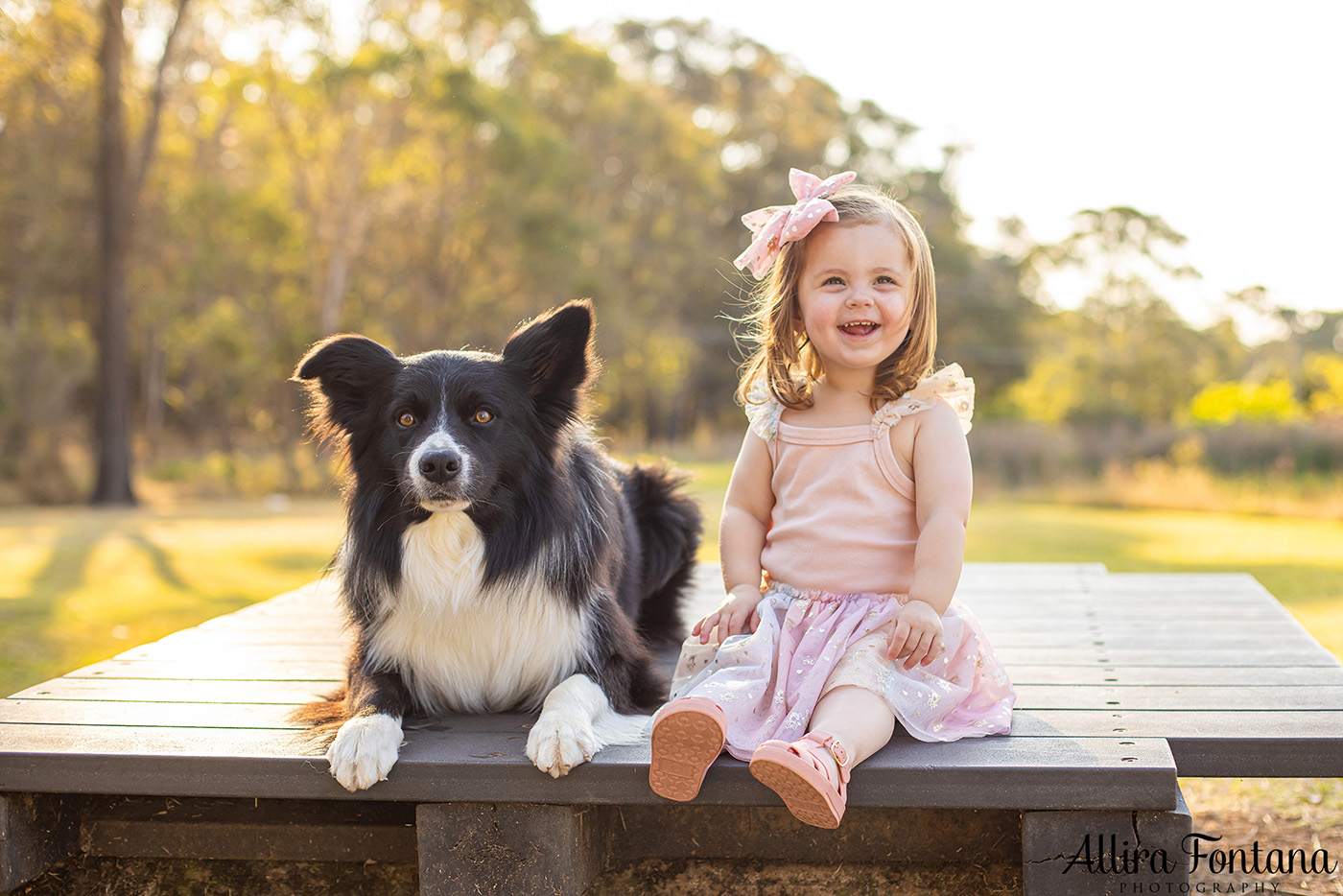 Rusty, Riot and Loki's photo session at Rouse Hill Regional Park 