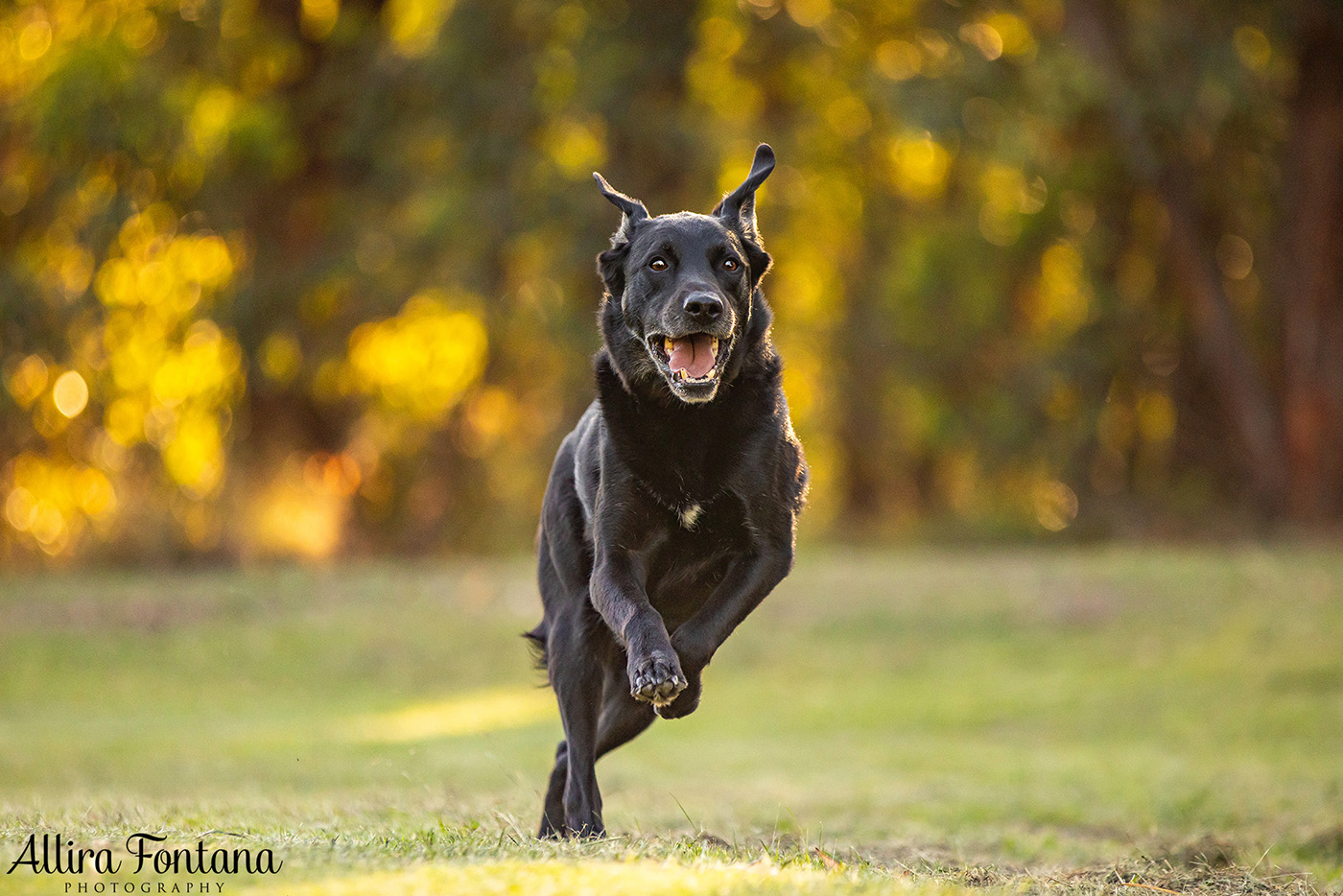 Custard and Hunter's photo session at George Caley Reserve 