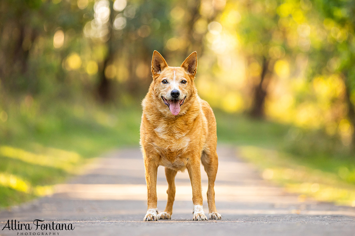 Custard and Hunter's photo session at George Caley Reserve 