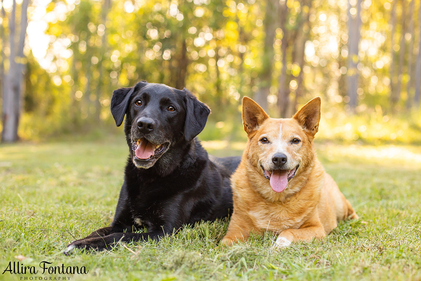 Custard and Hunter's photo session at George Caley Reserve 