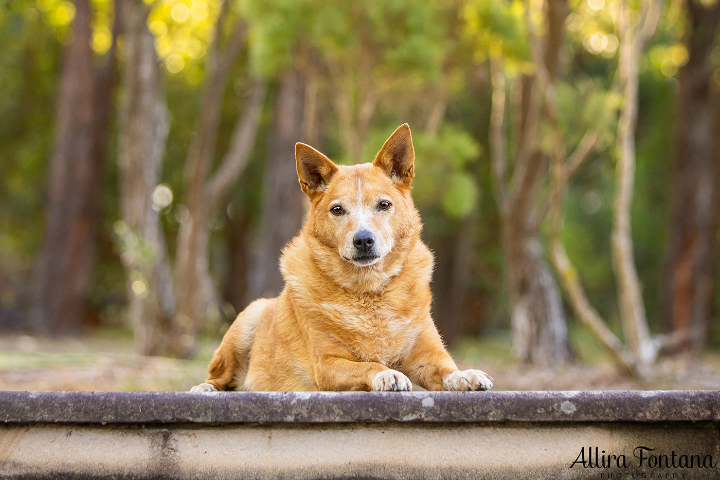 Custard and Hunter's photo session at George Caley Reserve 