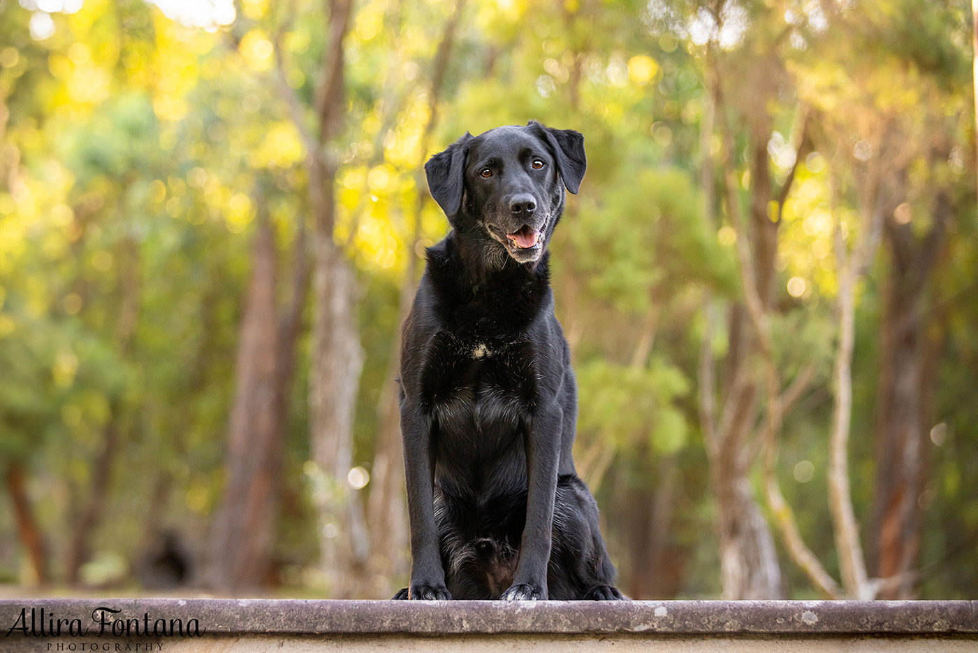 Custard and Hunter's photo session at George Caley Reserve 