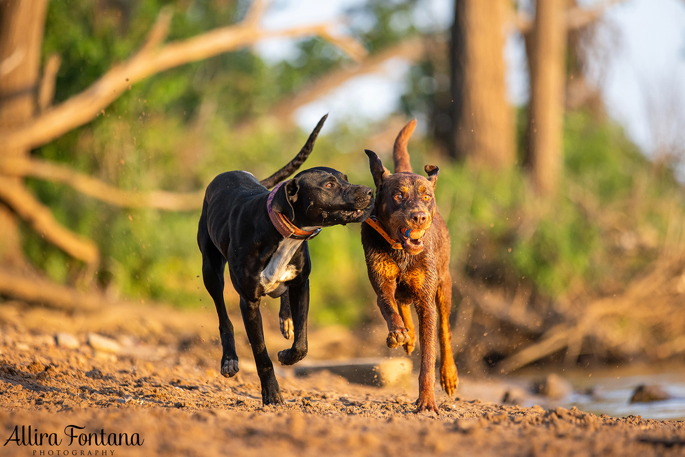 Jedda, Sam, Stevie and Kip's photo session on the river 