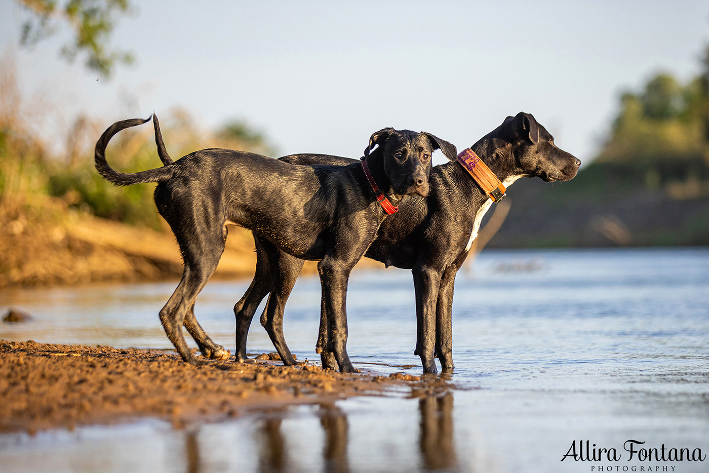 Jedda, Sam, Stevie and Kip's photo session on the river 