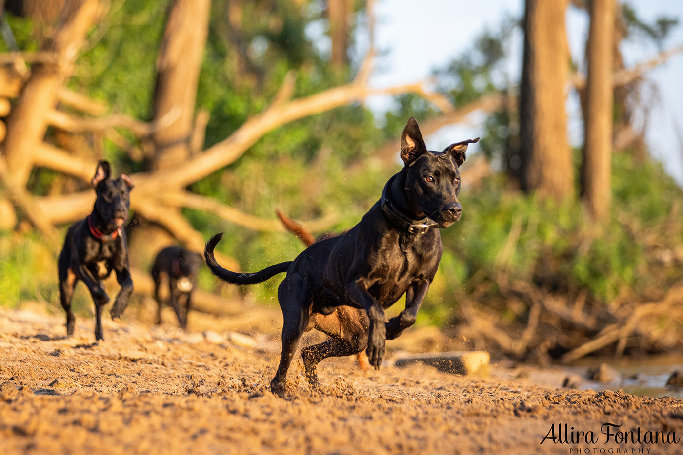 Jedda, Sam, Stevie and Kip's photo session on the river 