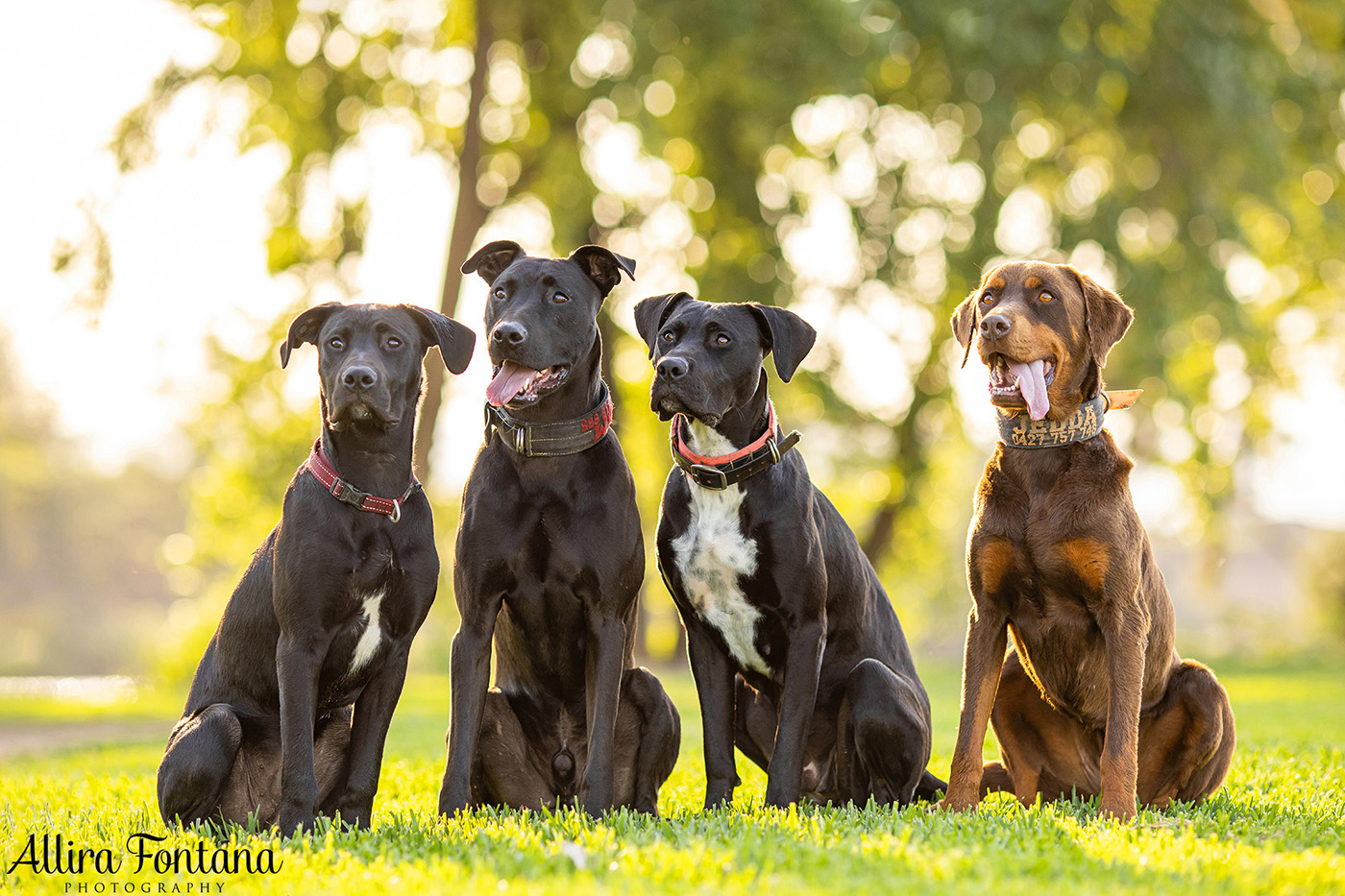 Jedda, Sam, Stevie and Kip's photo session on the river 