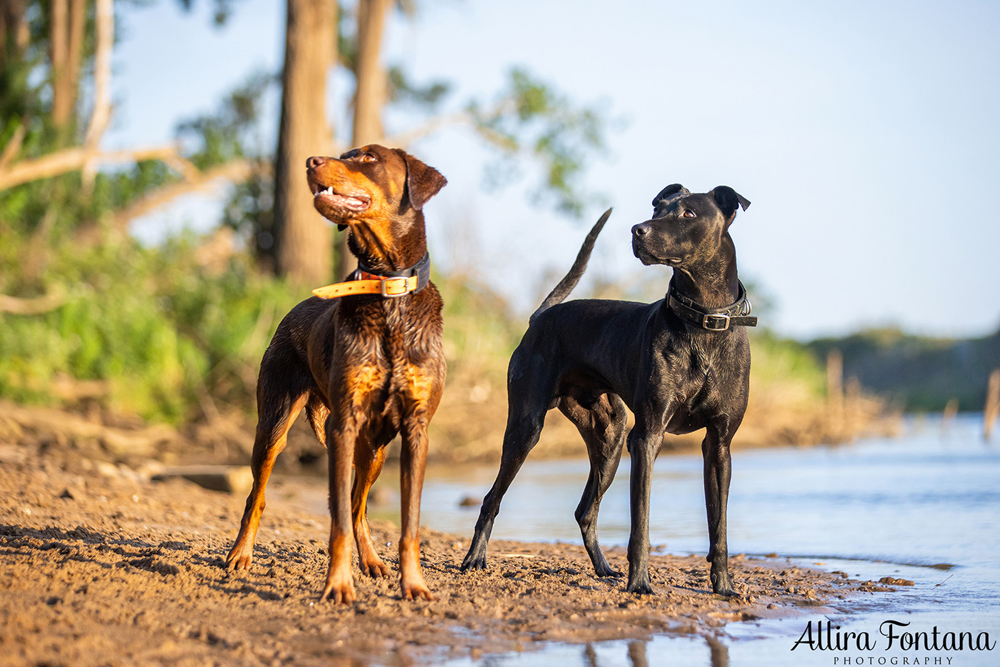 Jedda, Sam, Stevie and Kip's photo session on the river 