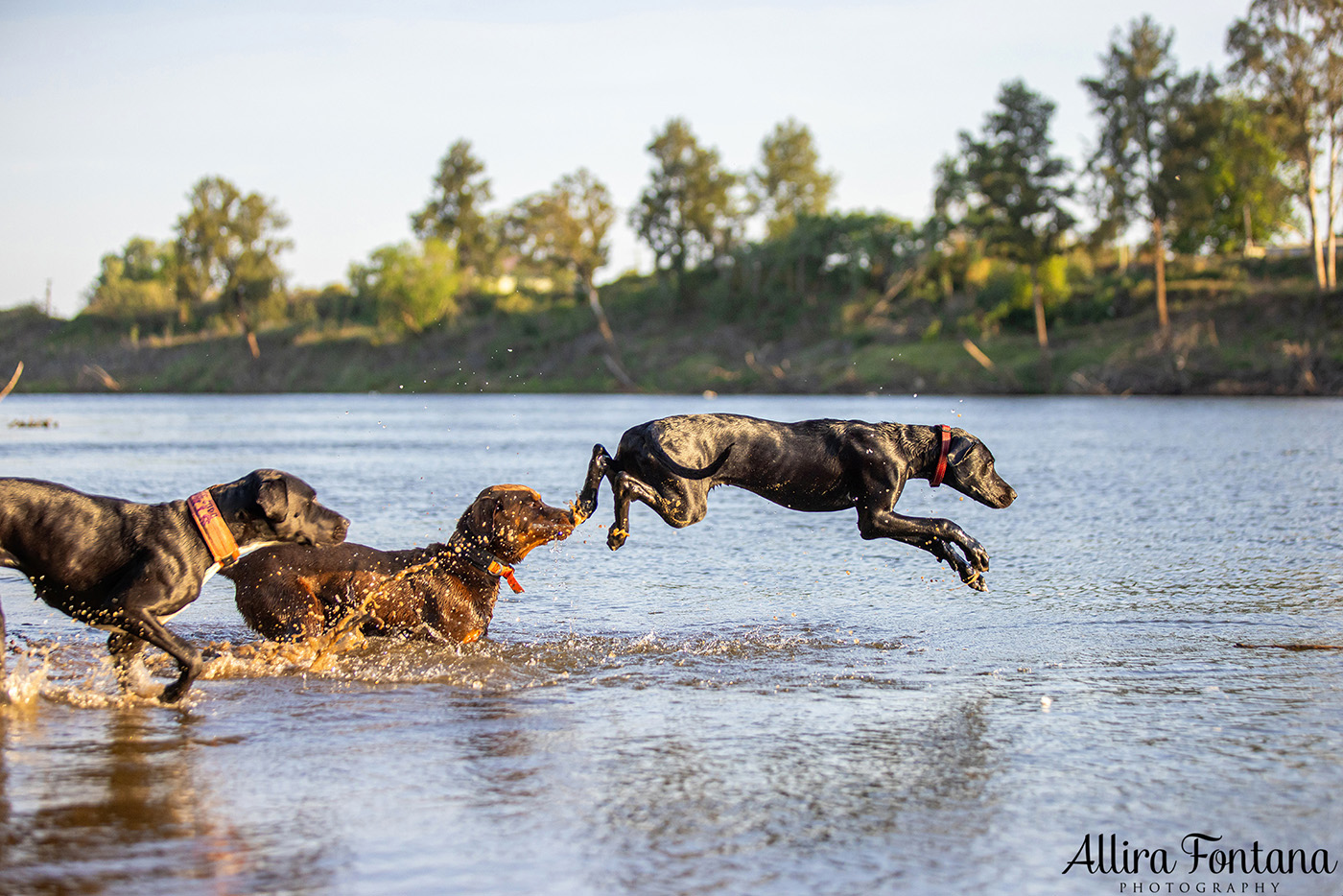 Jedda, Sam, Stevie and Kip's photo session on the river 