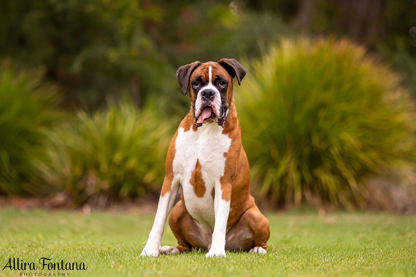 Gus and Benny's photo session at Fagan Park 