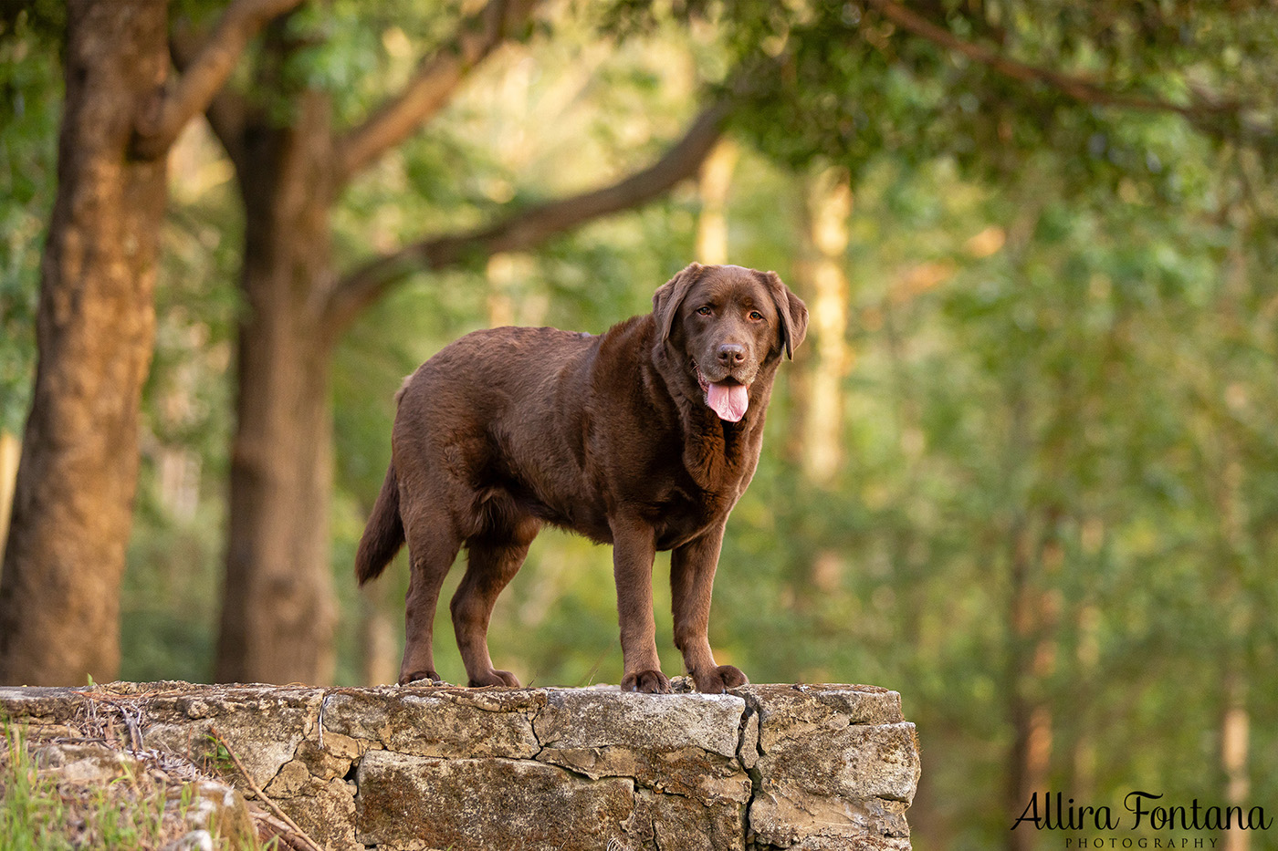 Coco's photo session at Castle Hill Heritage Park 