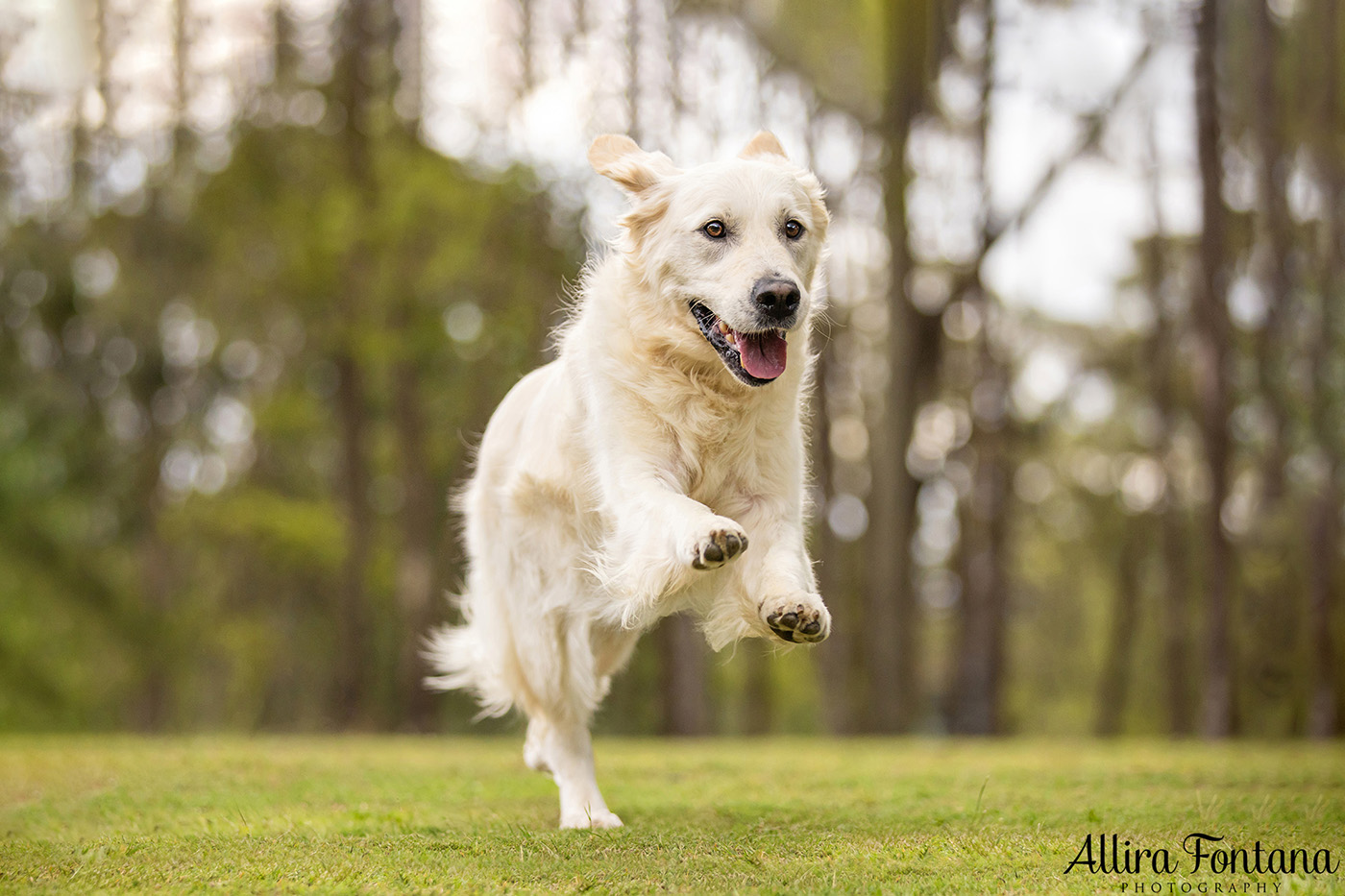 Juno and Ember's photo session at Rouse Hill Regional Park 