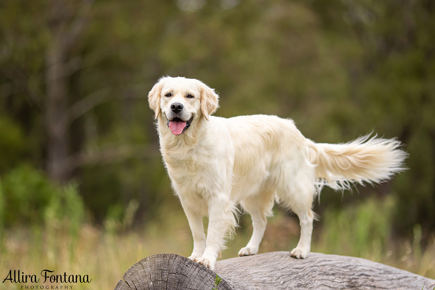 Juno and Ember's photo session at Rouse Hill Regional Park 