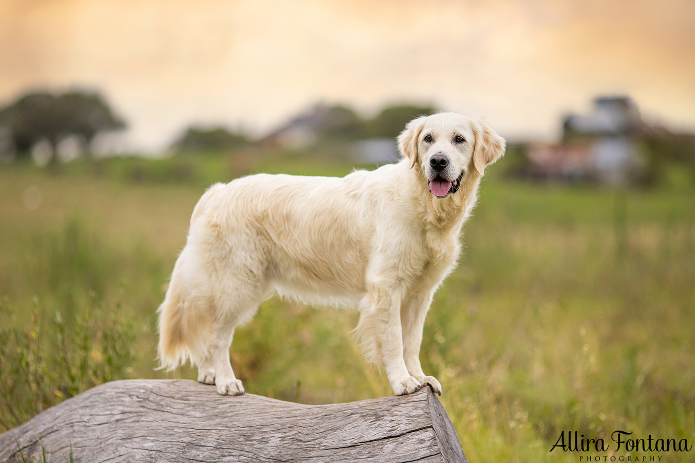 Juno and Ember's photo session at Rouse Hill Regional Park 