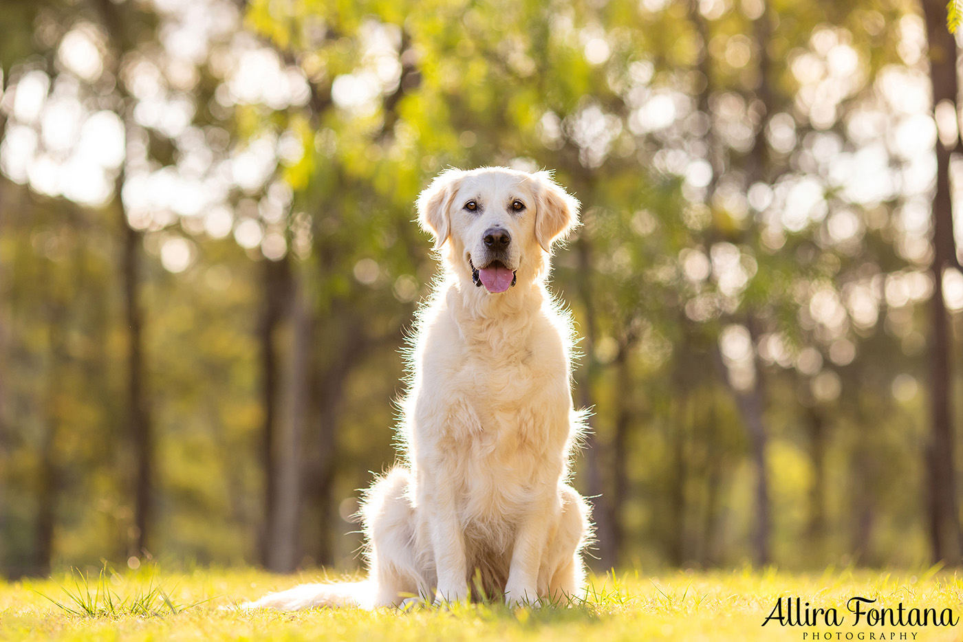 Juno and Ember's photo session at Rouse Hill Regional Park 