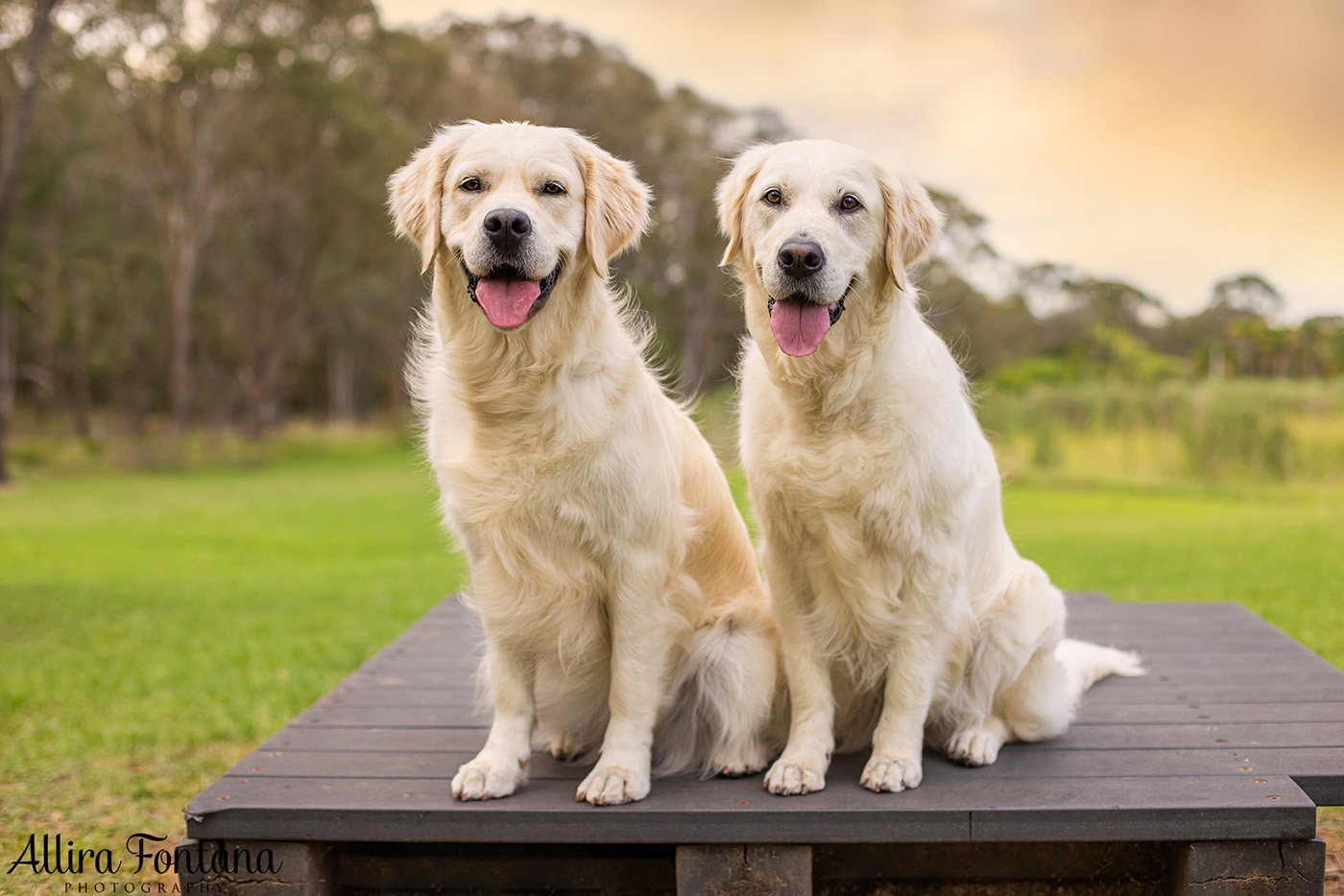 Juno and Ember's photo session at Rouse Hill Regional Park 