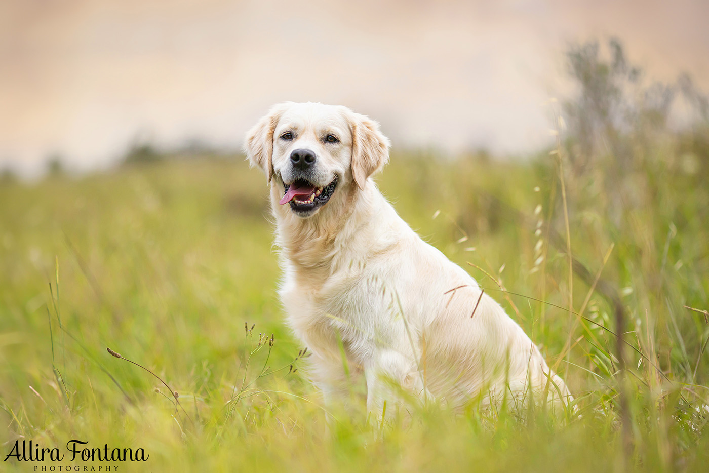 Juno and Ember's photo session at Rouse Hill Regional Park 