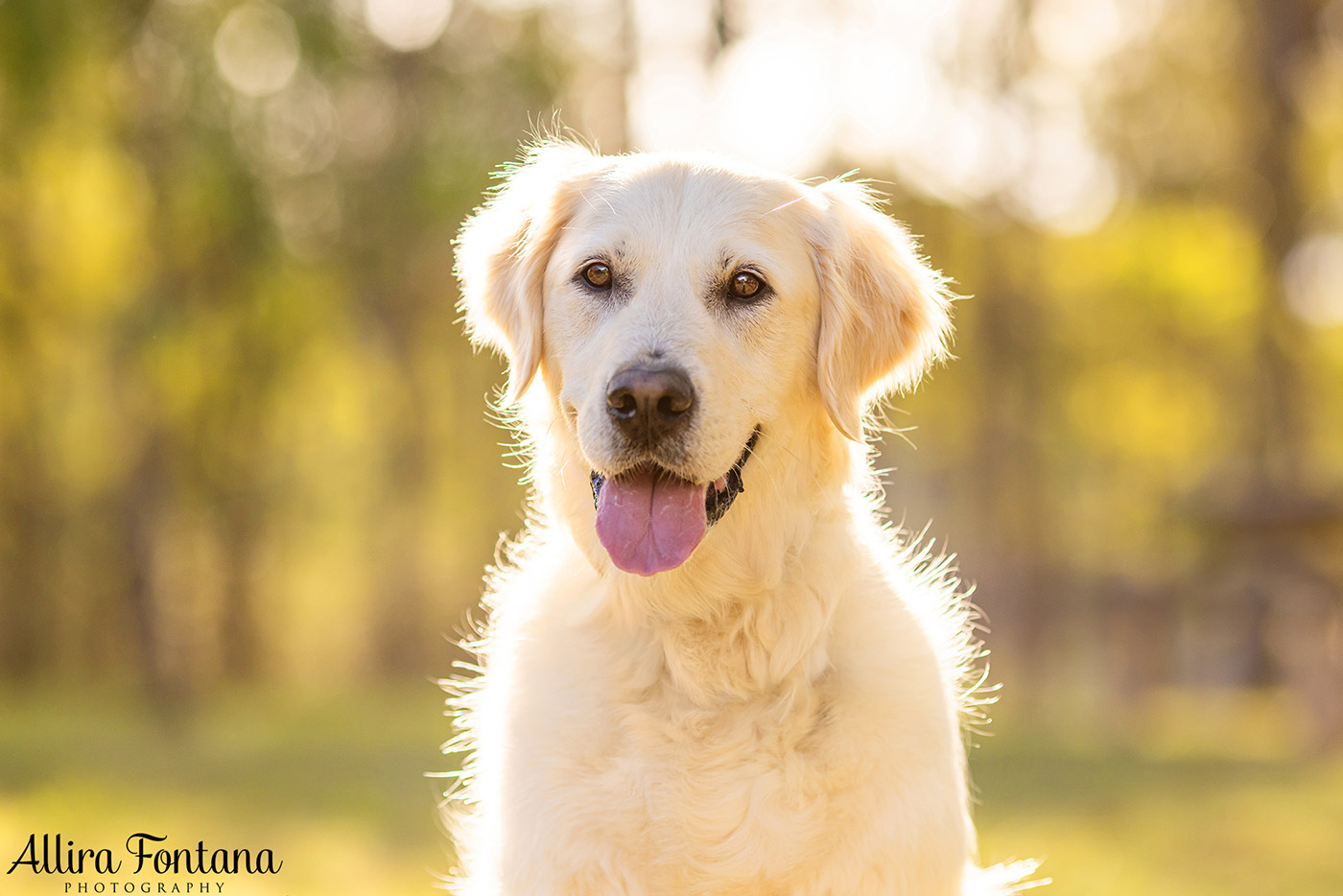 Juno and Ember's photo session at Rouse Hill Regional Park 