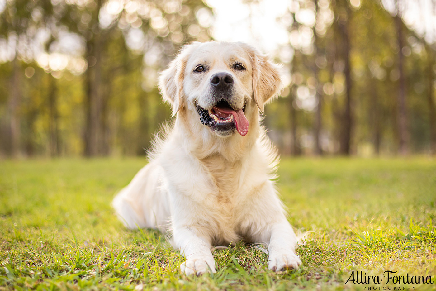 Juno and Ember's photo session at Rouse Hill Regional Park 