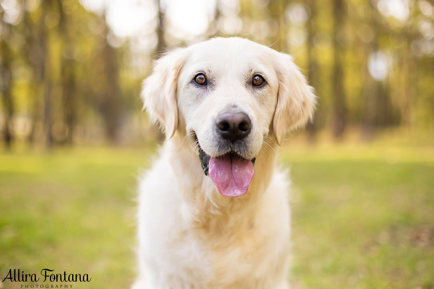 Juno and Ember's photo session at Rouse Hill Regional Park 