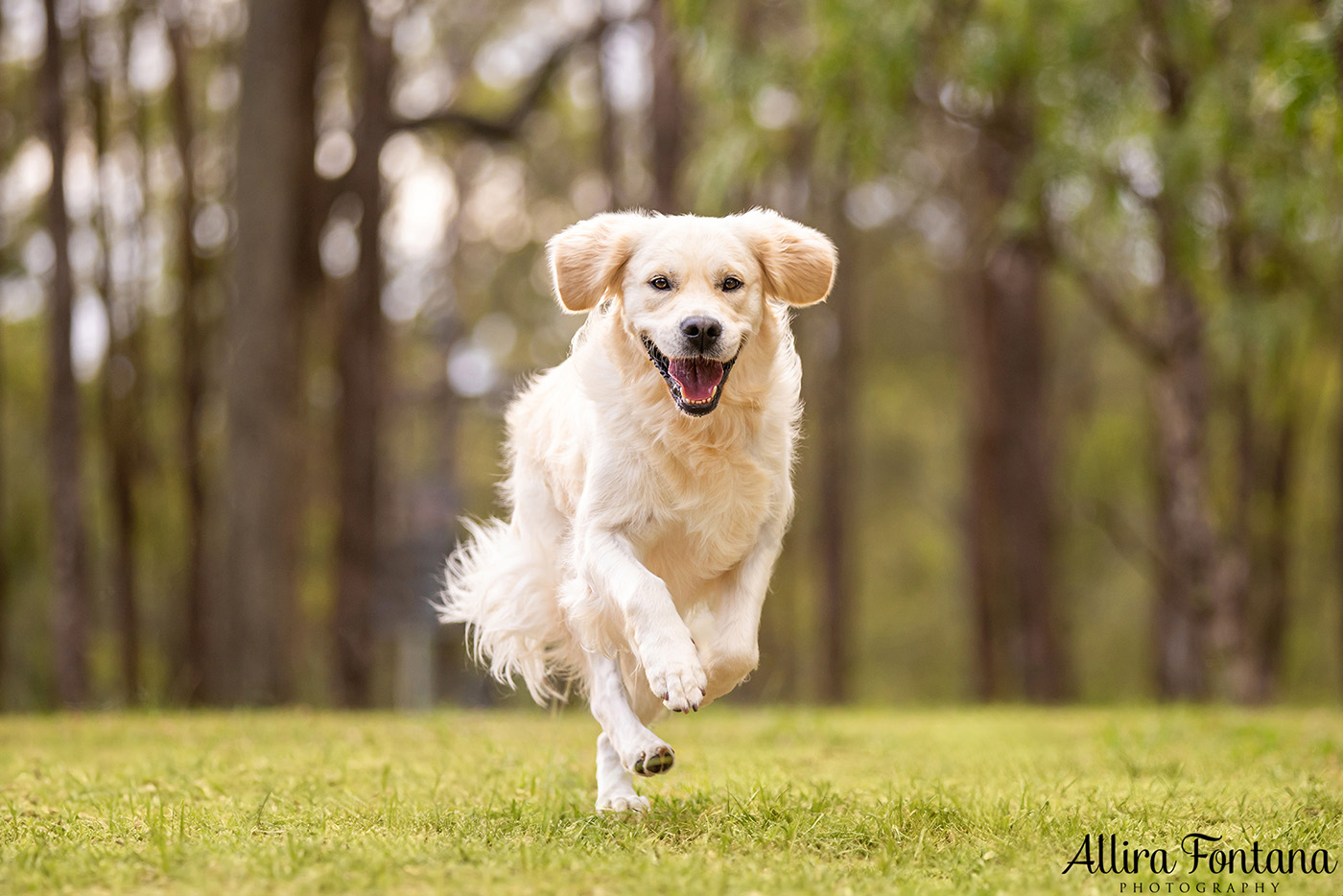 Juno and Ember's photo session at Rouse Hill Regional Park 