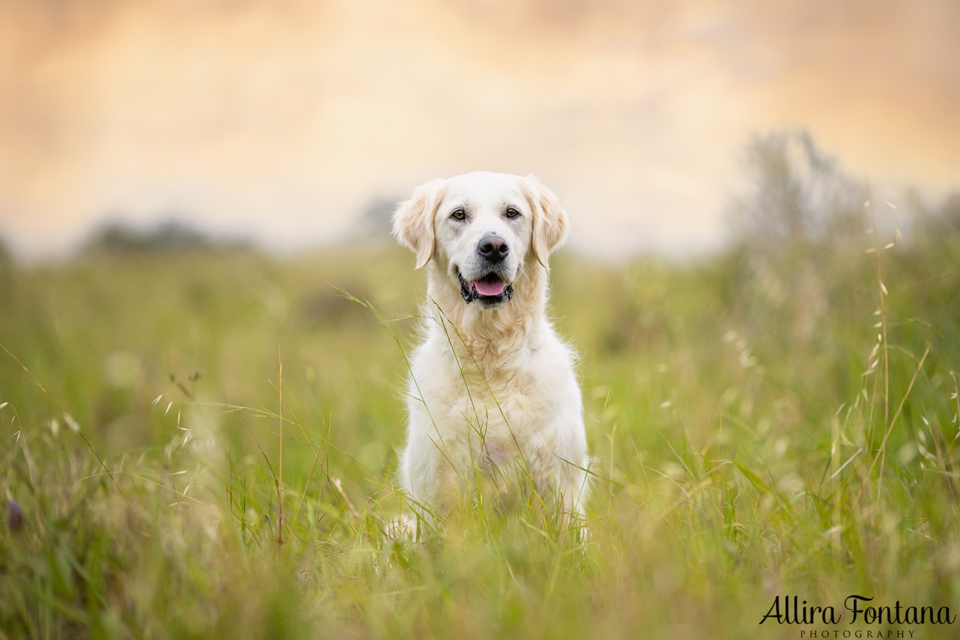 Juno and Ember's photo session at Rouse Hill Regional Park 