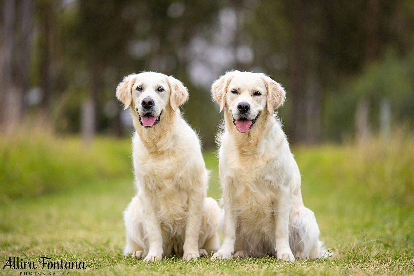 Juno and Ember's photo session at Rouse Hill Regional Park 