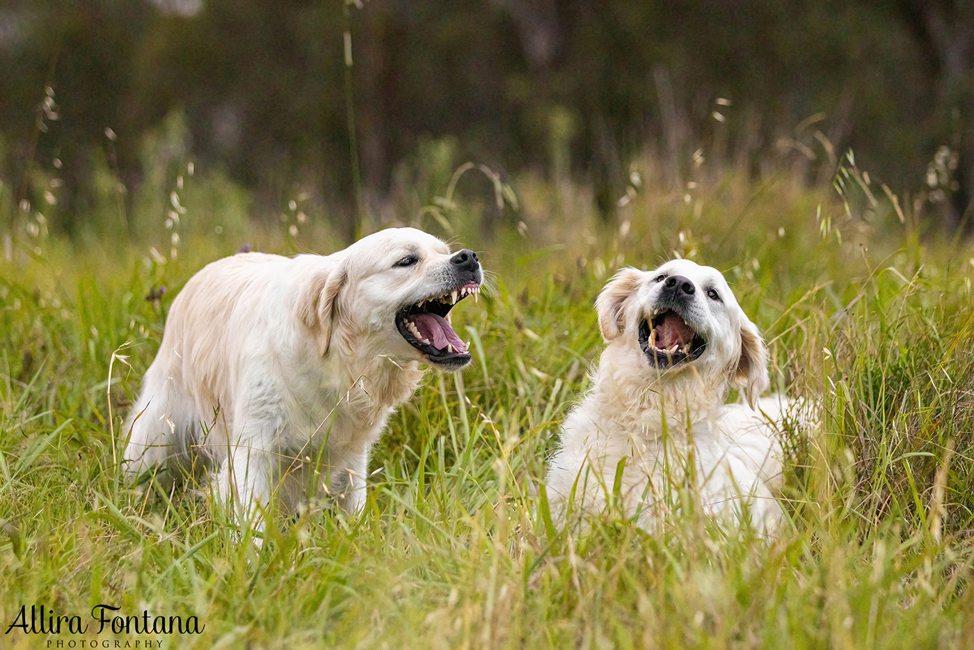 Juno and Ember's photo session at Rouse Hill Regional Park 