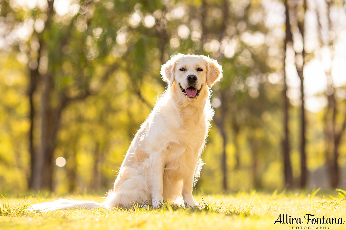 Juno and Ember's photo session at Rouse Hill Regional Park 