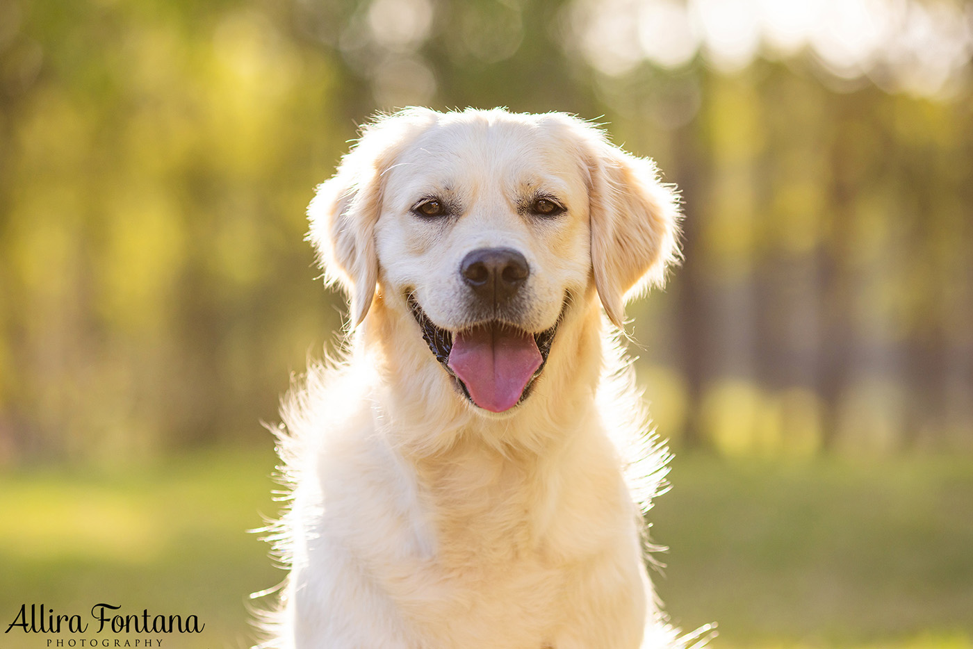 Juno and Ember's photo session at Rouse Hill Regional Park 