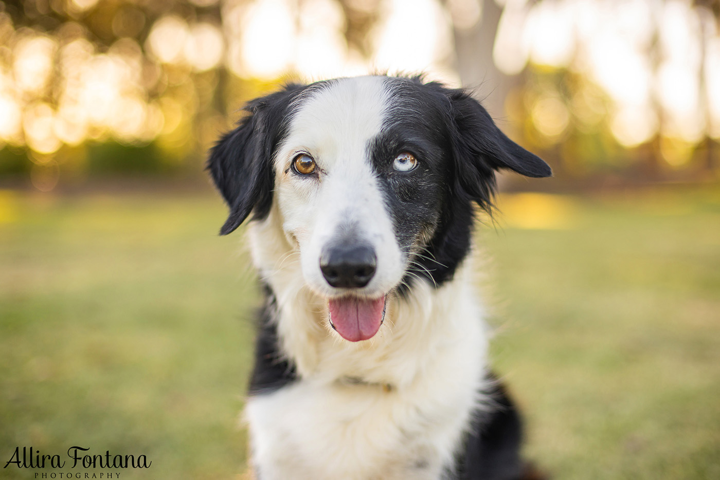 Sonic, Blondie and Sandy's photo session from Macquarie Park 