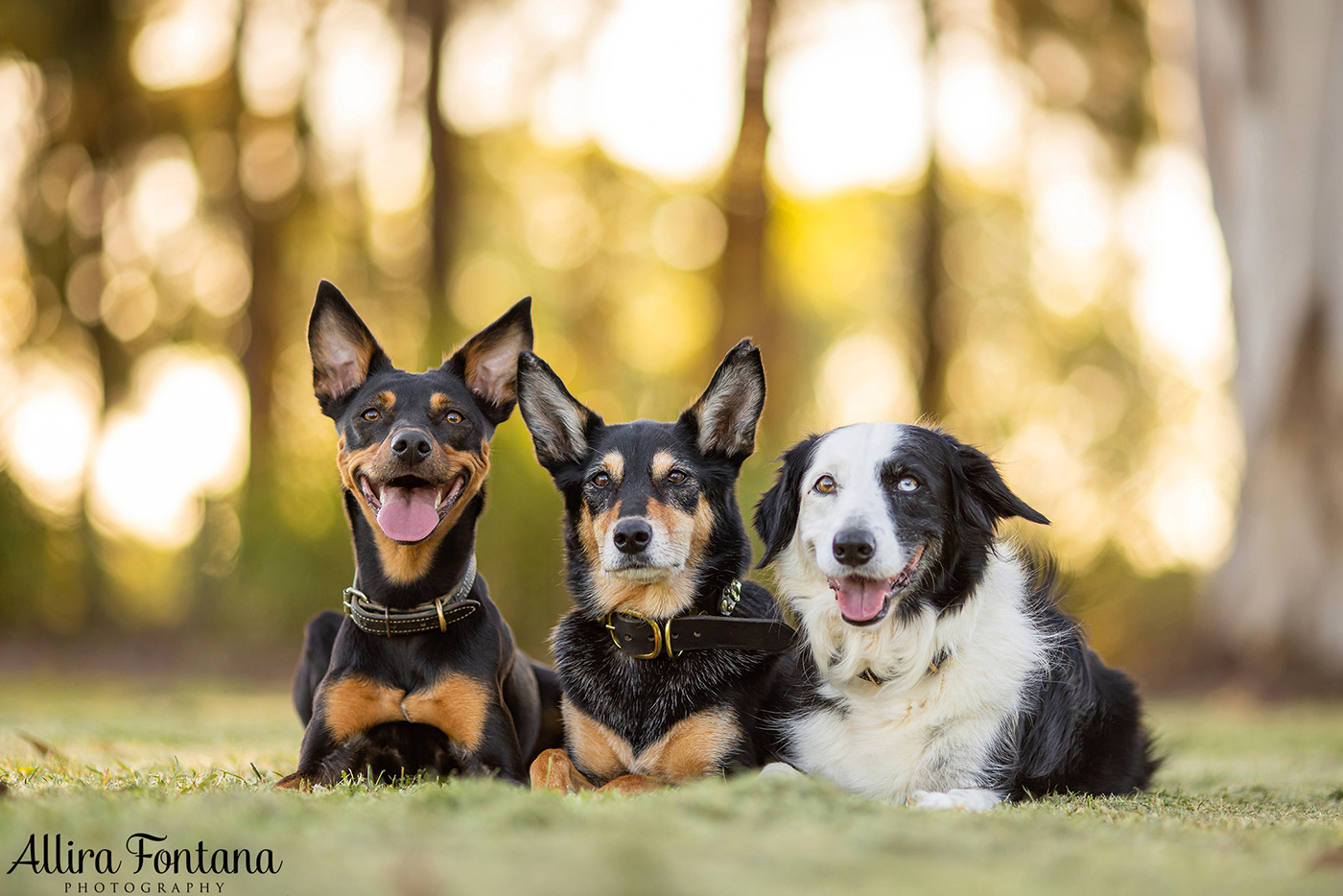 Sonic, Blondie and Sandy's photo session from Macquarie Park 