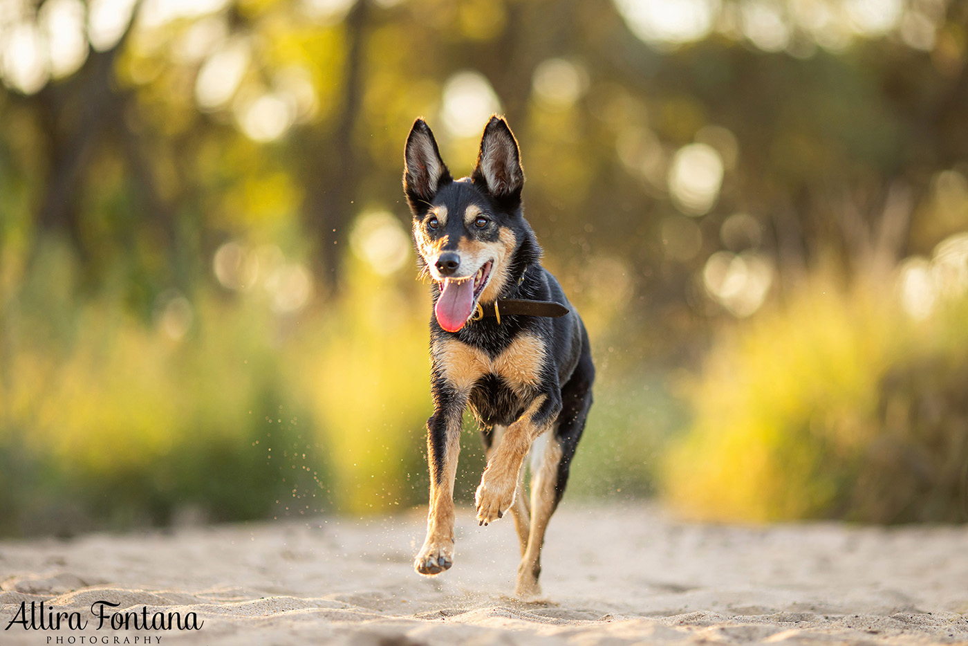 Sonic, Blondie and Sandy's photo session from Macquarie Park 