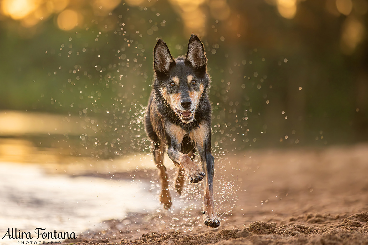 Sonic, Blondie and Sandy's photo session from Macquarie Park 