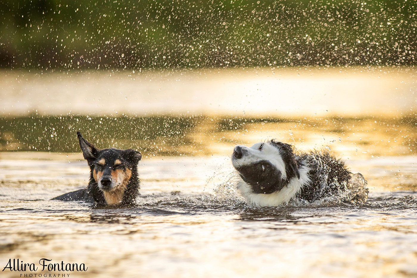 Sonic, Blondie and Sandy's photo session from Macquarie Park 