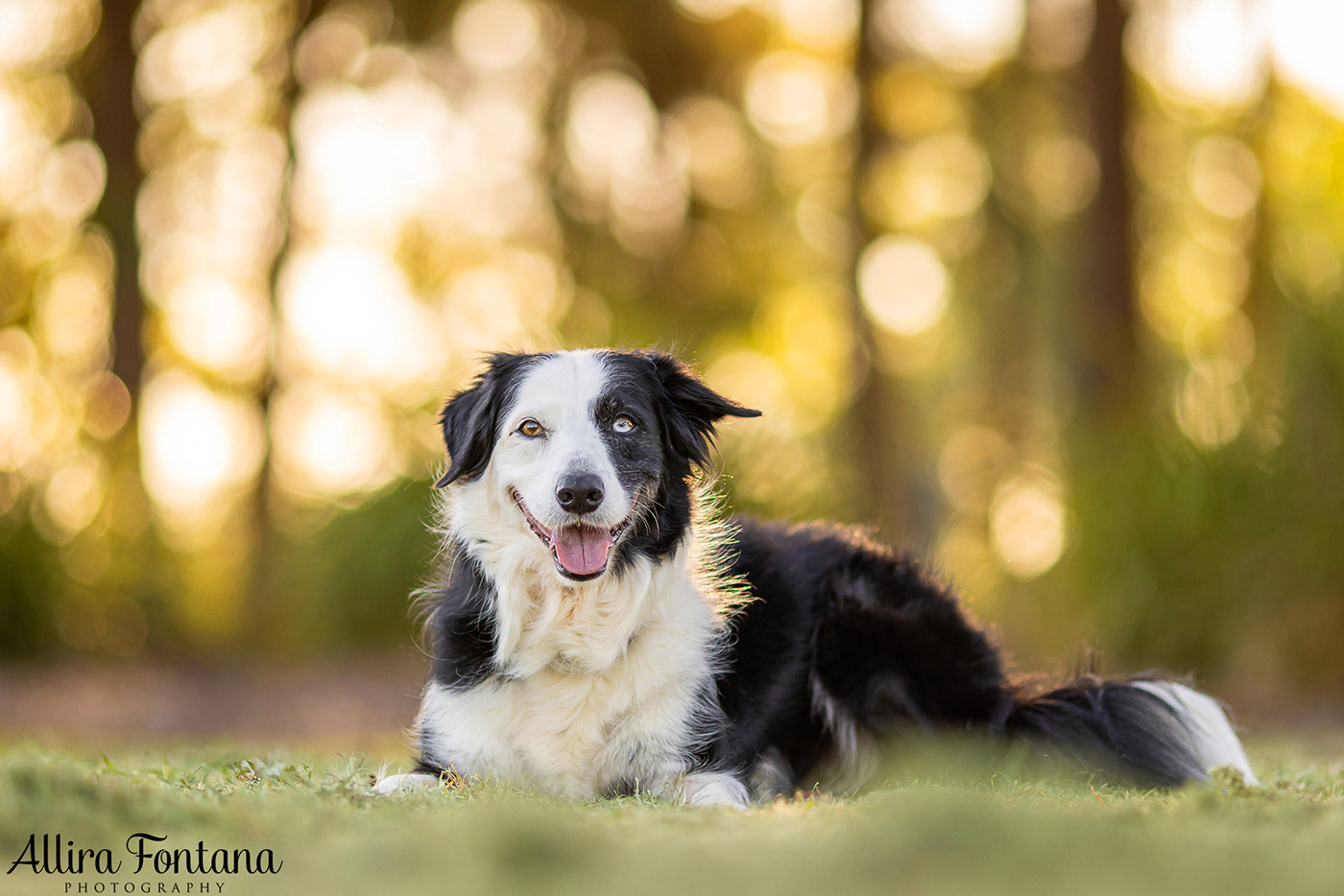 Sonic, Blondie and Sandy's photo session from Macquarie Park 