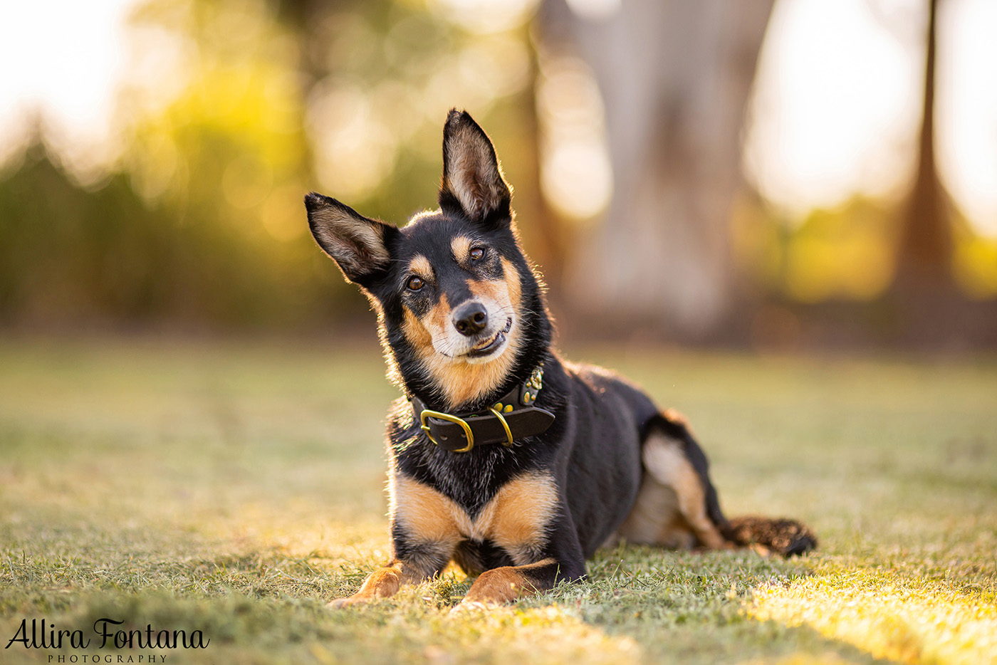 Sonic, Blondie and Sandy's photo session from Macquarie Park 