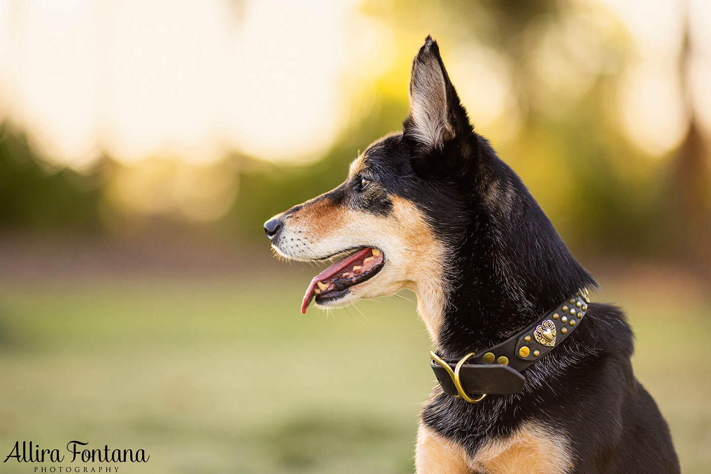 Sonic, Blondie and Sandy's photo session from Macquarie Park 