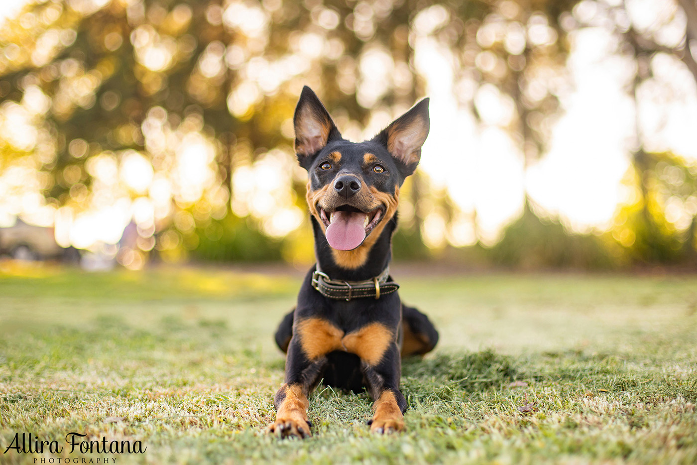 Sonic, Blondie and Sandy's photo session from Macquarie Park 