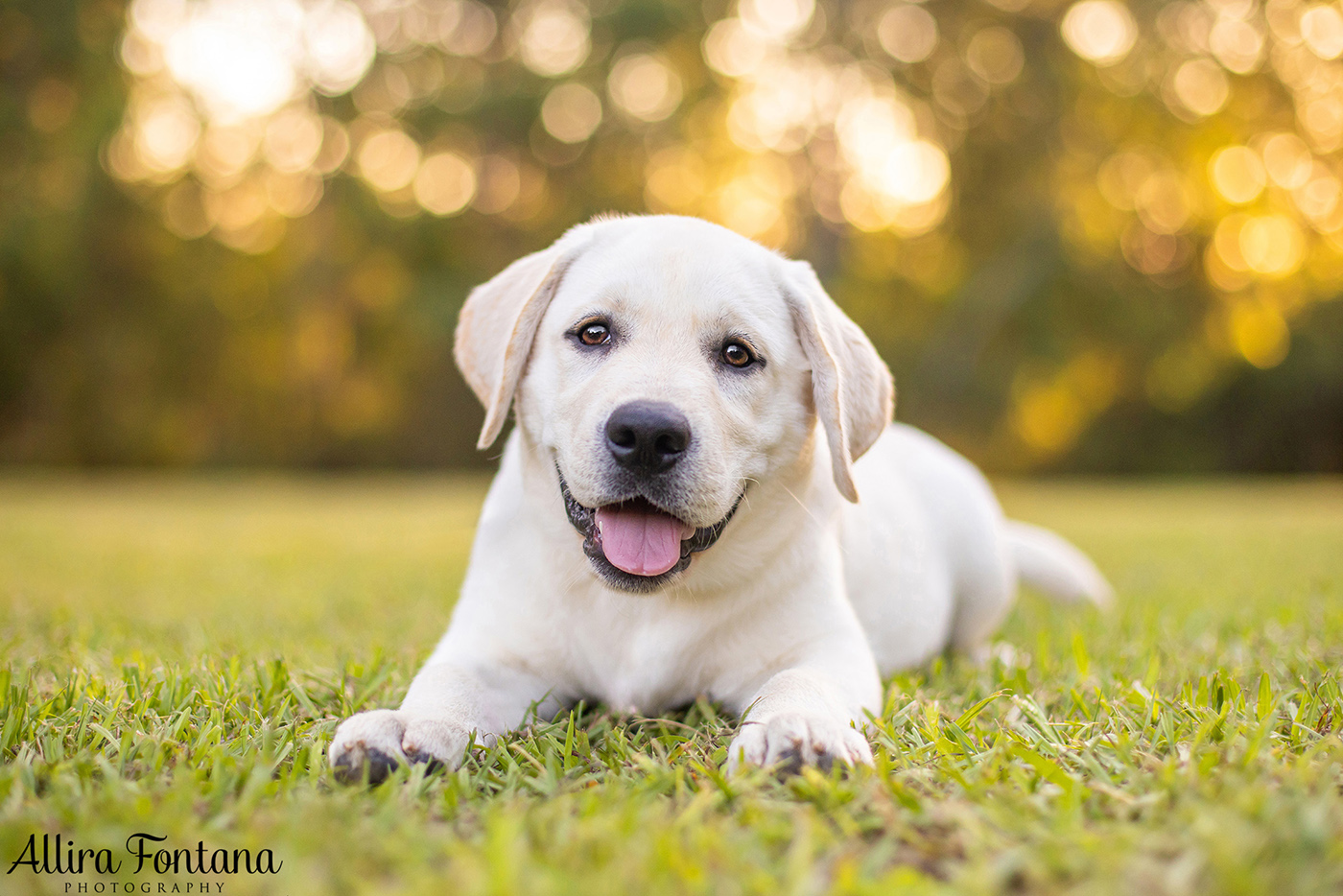 Loki, Luna and Masie's photo session at Castle Hill Heritage Park 