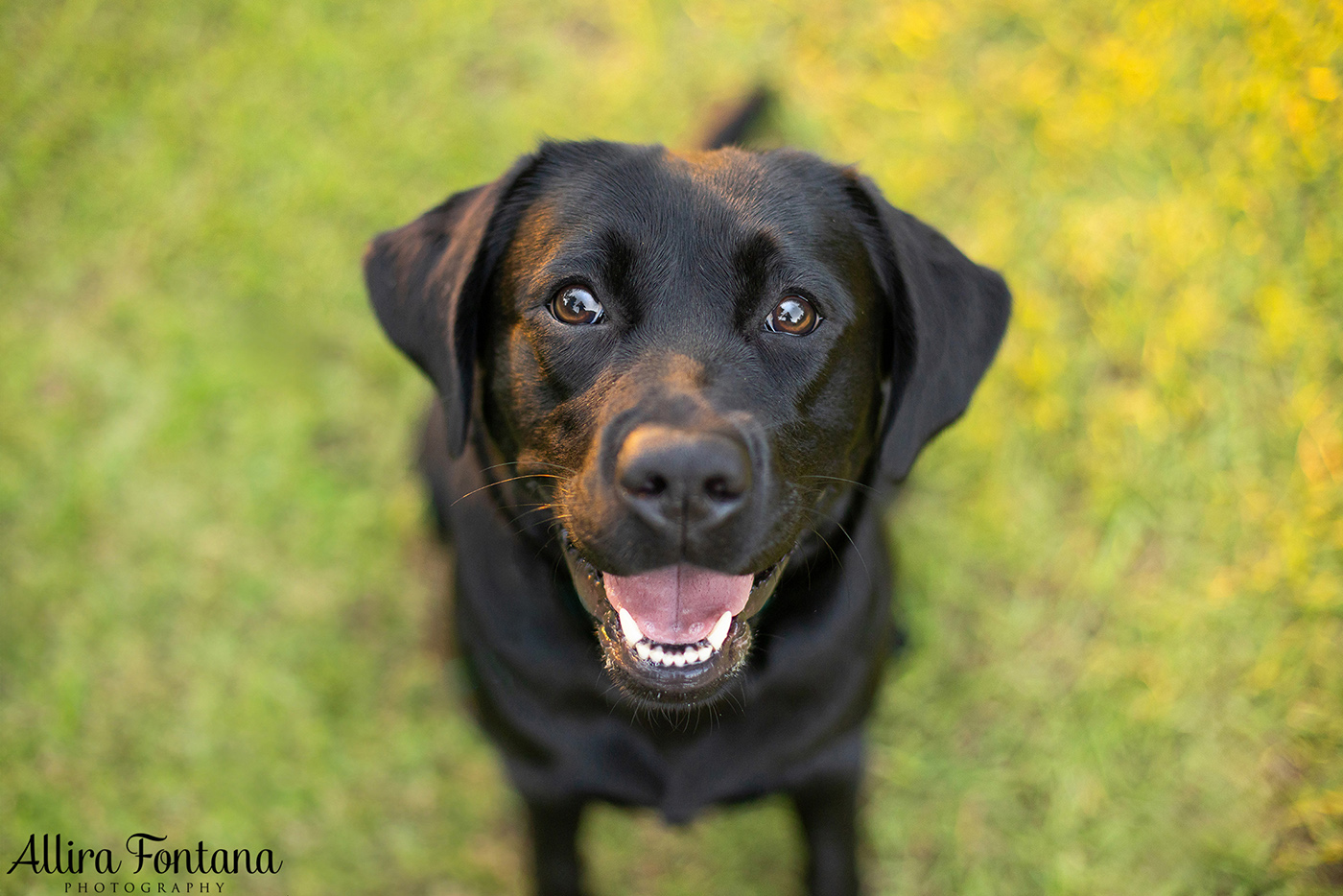 Loki, Luna and Masie's photo session at Castle Hill Heritage Park 