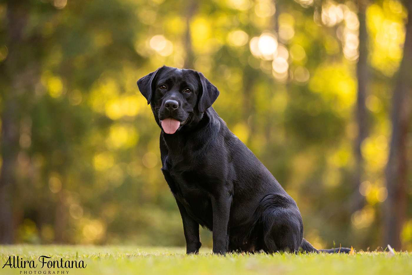 Loki, Luna and Masie's photo session at Castle Hill Heritage Park 