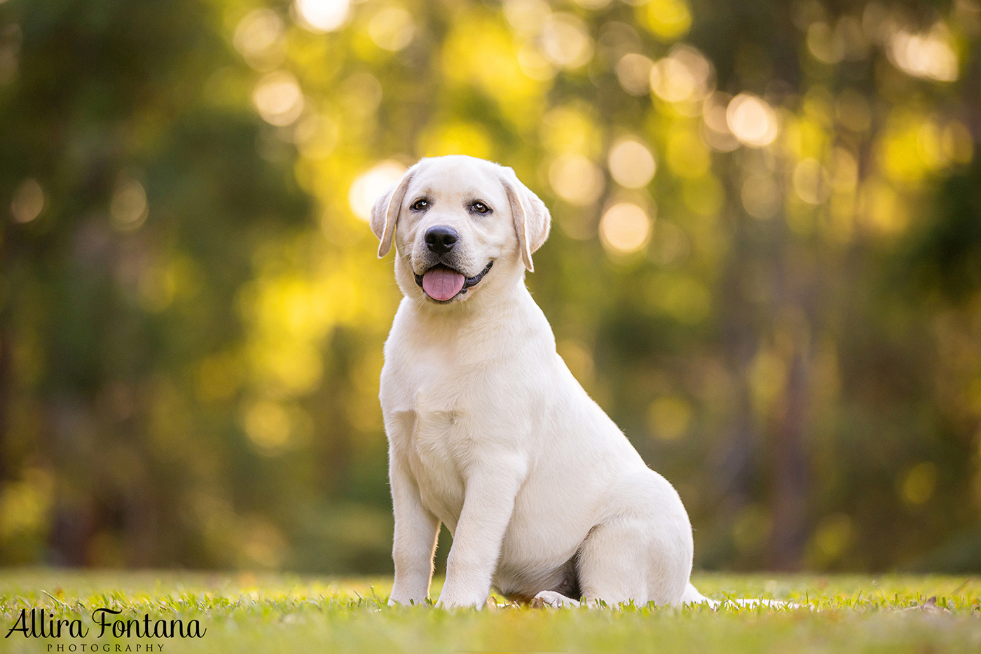 Loki, Luna and Masie's photo session at Castle Hill Heritage Park 